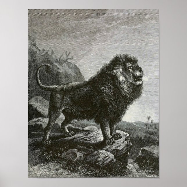 Poster Barbary Lion (Frente)