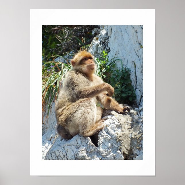 Poster Barbary macaque monkey (Frente)