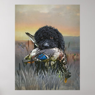 Poster Barbet, Cão de Água Francês