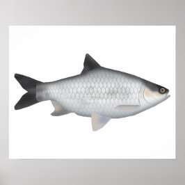 Poster Barbo de oliva