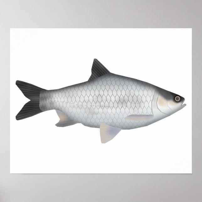 Poster Barbo de oliva (Frente)