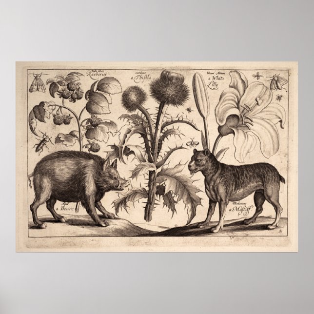 Poster Barco e Mastiff (Frente)