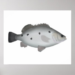 Poster Barcoo Grunter