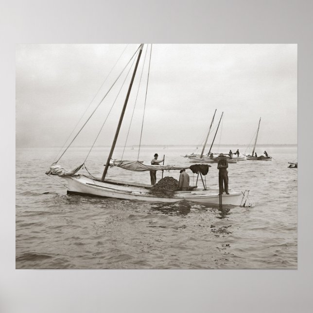 Pôster Barcos de ostras, 1903. Foto antiga (Frente)