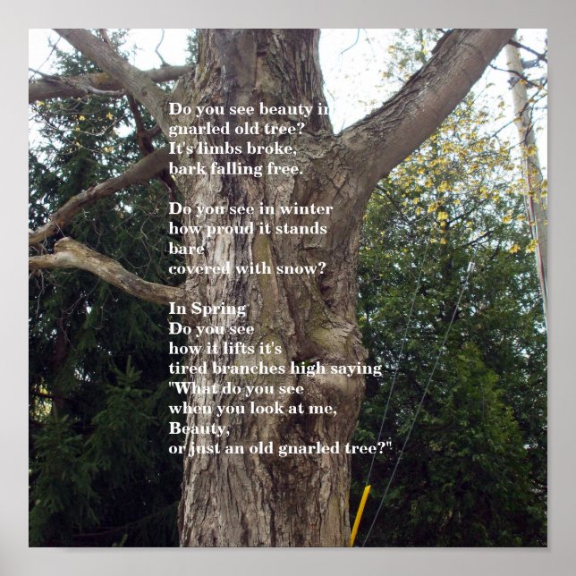 Pôster Bare Tree Poem for Arbor Day (Frente)