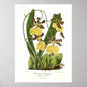 Pôster Barkerii de Oncidium