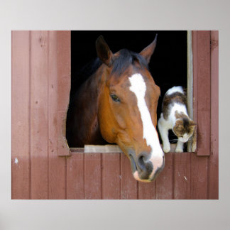 Pôster Barn Buddies