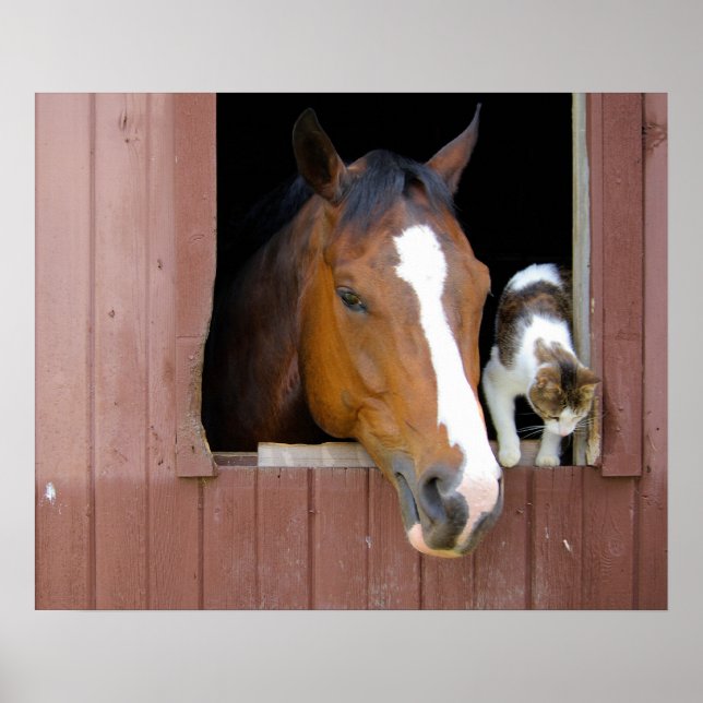 Pôster Barn Buddies (Frente)
