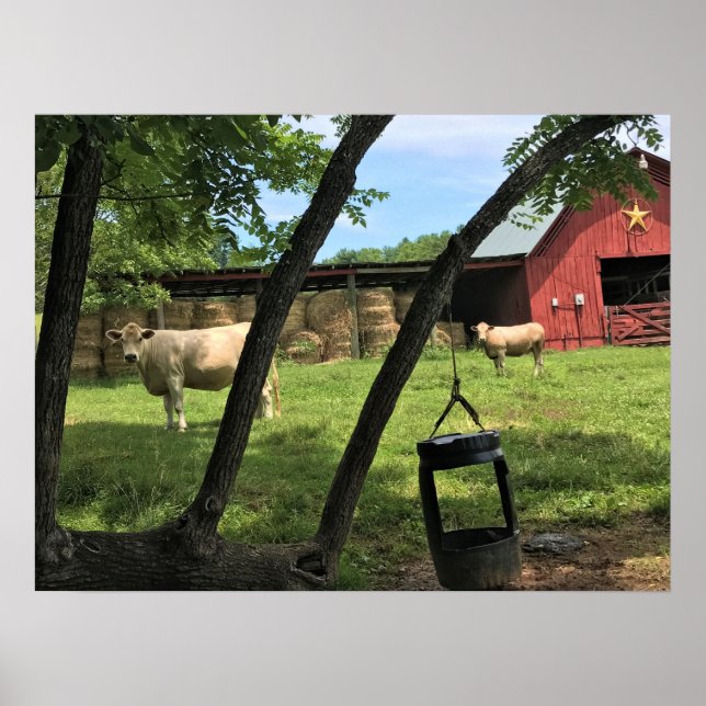 Poster Barn & Cows, Rural Carolina do Norte (Frente)