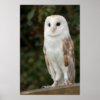 Poster Barn Owl