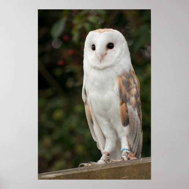 Poster Barn Owl (Frente)