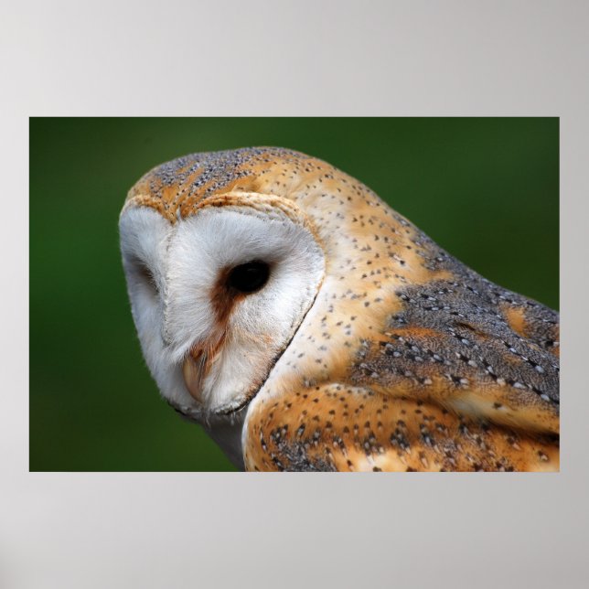 Poster Barn Owl (Frente)