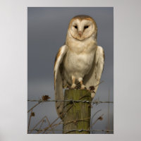 Barn Owl