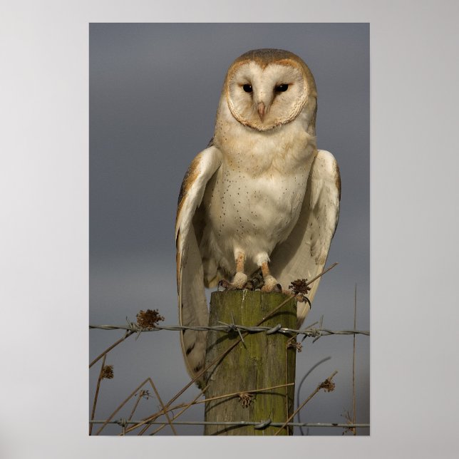 Pôster Barn Owl (Frente)