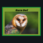 Poster Barn Owl<br><div class="desc">Vejam esta imagem fascinante de uma bela coruja de celeiro. Esta imagem ficaria excelente num quarto ou toca familiar. Se a imagem fosse enquadrada e colocada atrás do vidro, seria uma adição perfeita a qualquer família. Você pode este poster de "celeiro Coruja" na minha impressão na loja a pedido. Uma...</div>