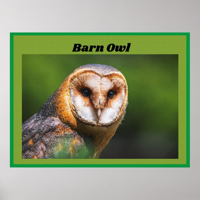 Poster Barn Owl (Frente)