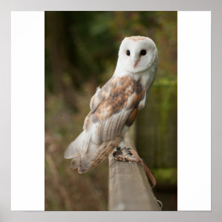 Pôster Barn Owl em uma cerca