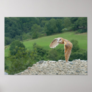 Poster Barn Owl em voo