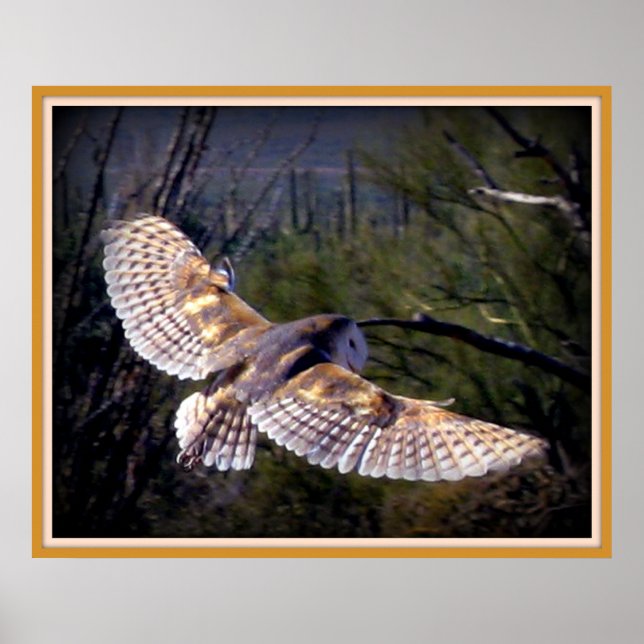 Pôster Barn Owl no meio do voo (Frente)