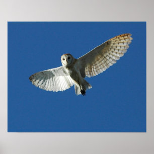 Poster Barn Owl no Voo do Dia