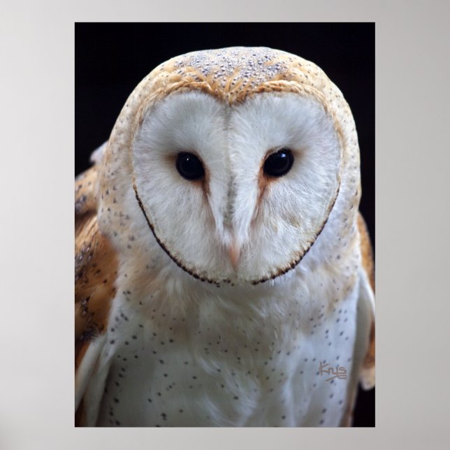 Pôster Barn Owl Print (Frente)