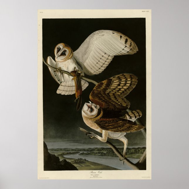 Poster Barn Owl (Tyto alba) Audubon's Birds of America (Frente)