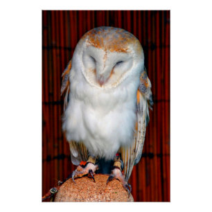 Pôster Barn Owl Tyto Alba Bird Of Prey