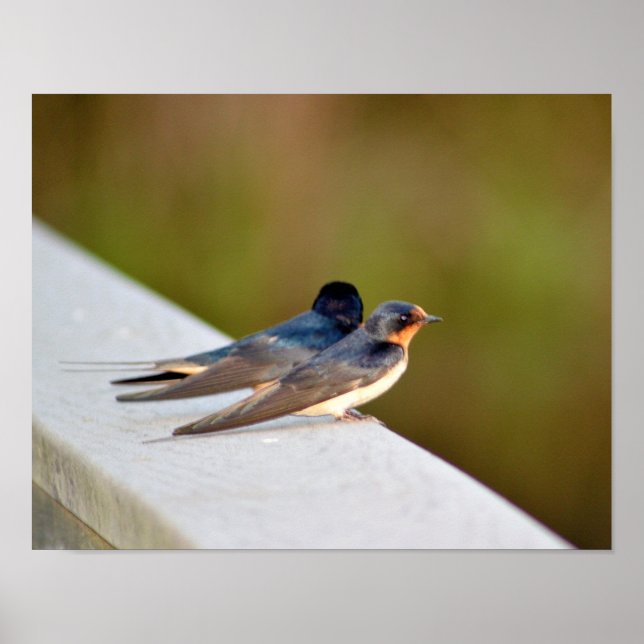 Pôster Barn Swallow (Frente)