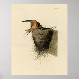 Poster Barn Swallow from Audubon's Birds of America