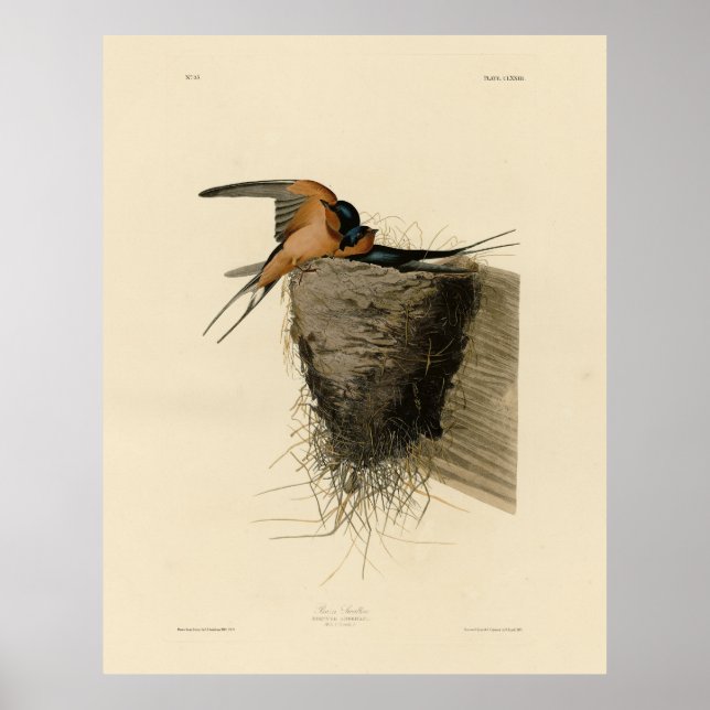 Poster Barn Swallow from Audubon's Birds of America (Frente)