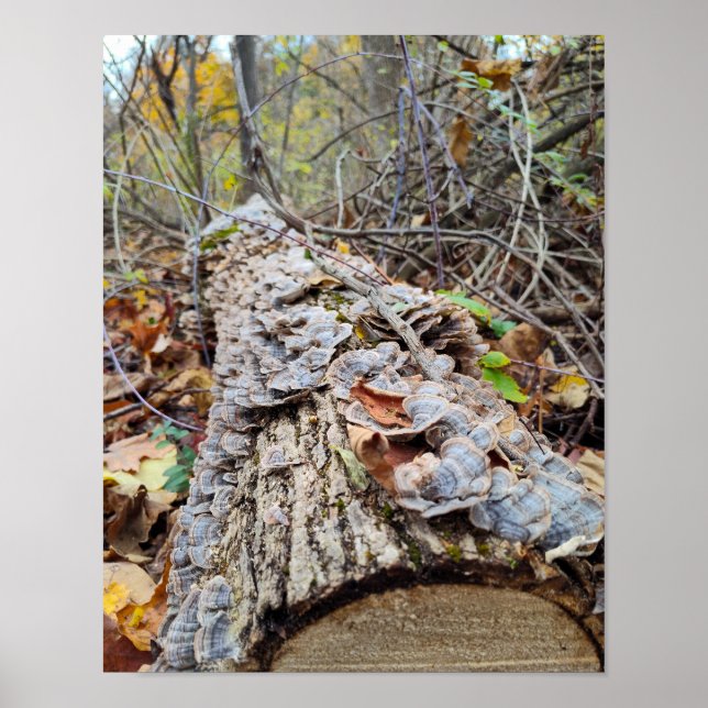 Poster Barnacle Tree Log (Frente)