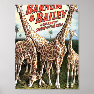 Pôster Barnum & teatro retro dos girafas de Bailey