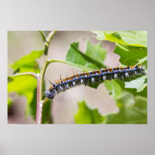Pôster Barraca Caterpillar em um carvalho