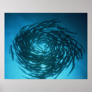 Poster Barracuda Blackfin nadando em círculos