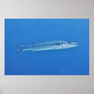 Poster Barracuda in the Blue