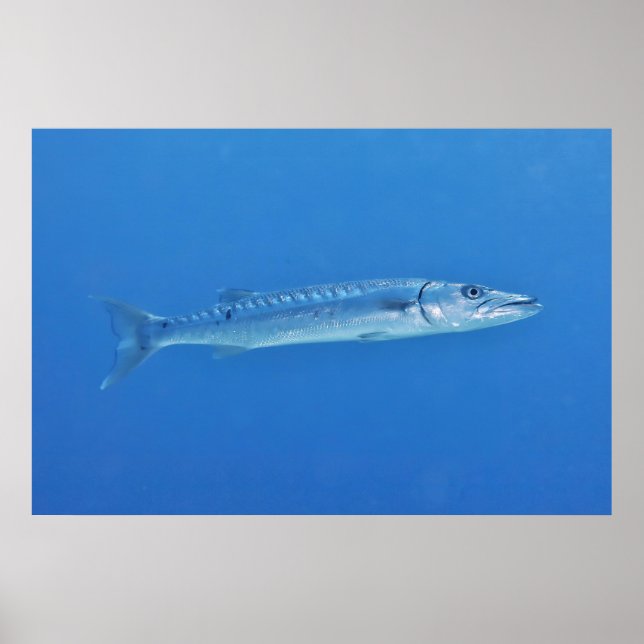 Poster Barracuda in the Blue (Frente)