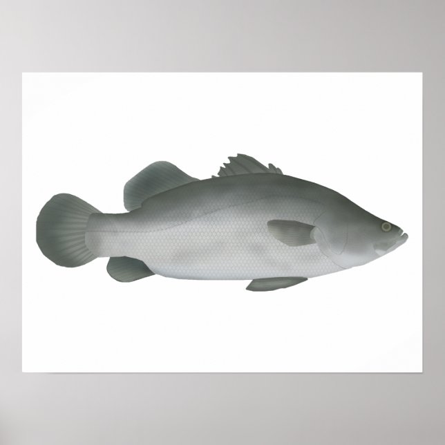 Poster Barramundi (Frente)