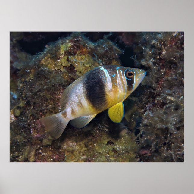 Poster Barred Hamlet (Frente)