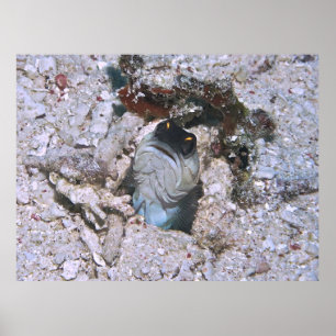 Poster Barred Jawfish