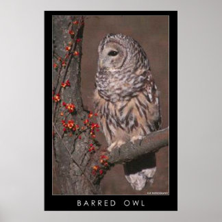 Pôster Barred Owl