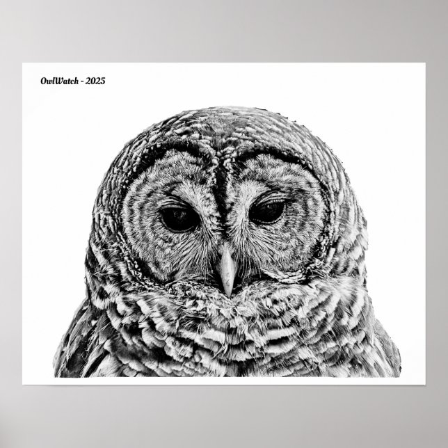 Poster Barred Owl - 2025 (Frente)