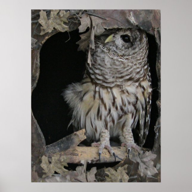 Poster Barred Owl - Aqui está a olhar para ti (Frente)