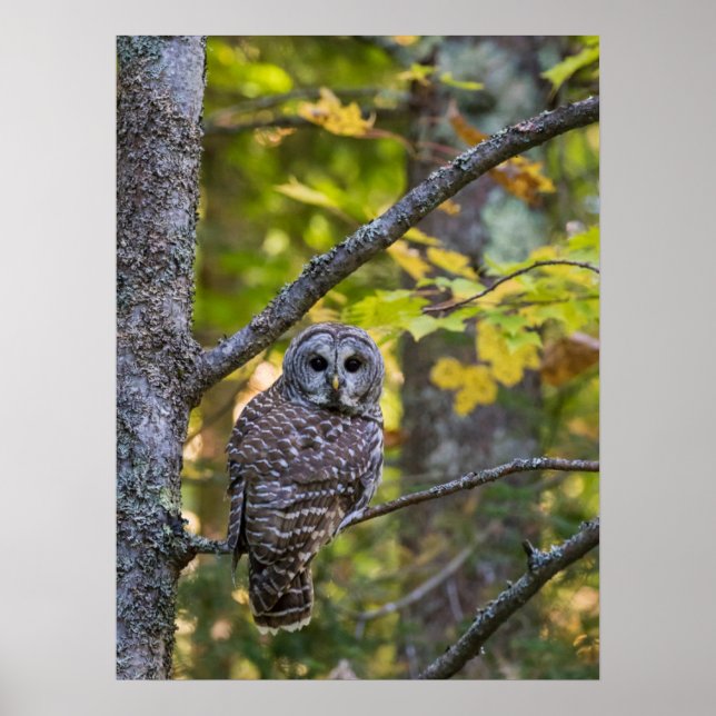 Poster Barred Owl em outono | Alger County, MI (Frente)