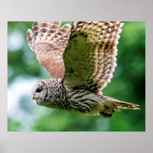Poster Barred Owl em voo