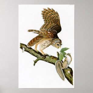 Poster Barred Owl John James Audubon Birds da América