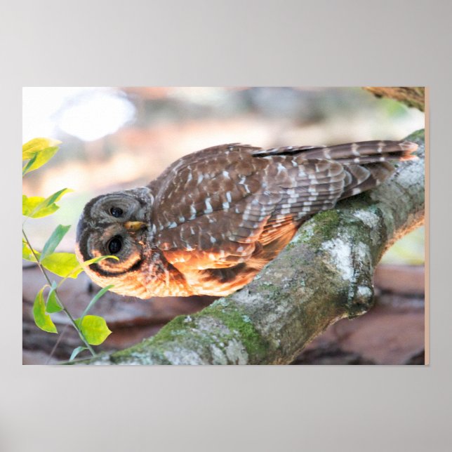 Pôster Barred Owl no Sunset (Efeito do Petróleo v2) (Frente)