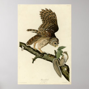 Poster Barred Owl, os Pássaros da América de John James A