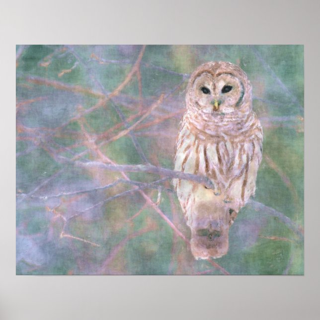 Pôster Barred Owl Pastel Oilpainting (Frente)