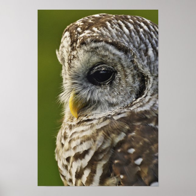 Poster Barred Owl, Strix varia, Michigan (Frente)