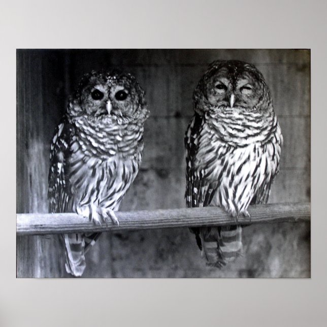 Pôster Barred Owls (Frente)
